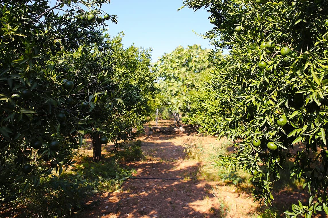 Villa Gündoğan Bodrum 80